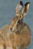 Curious Hare Photograph