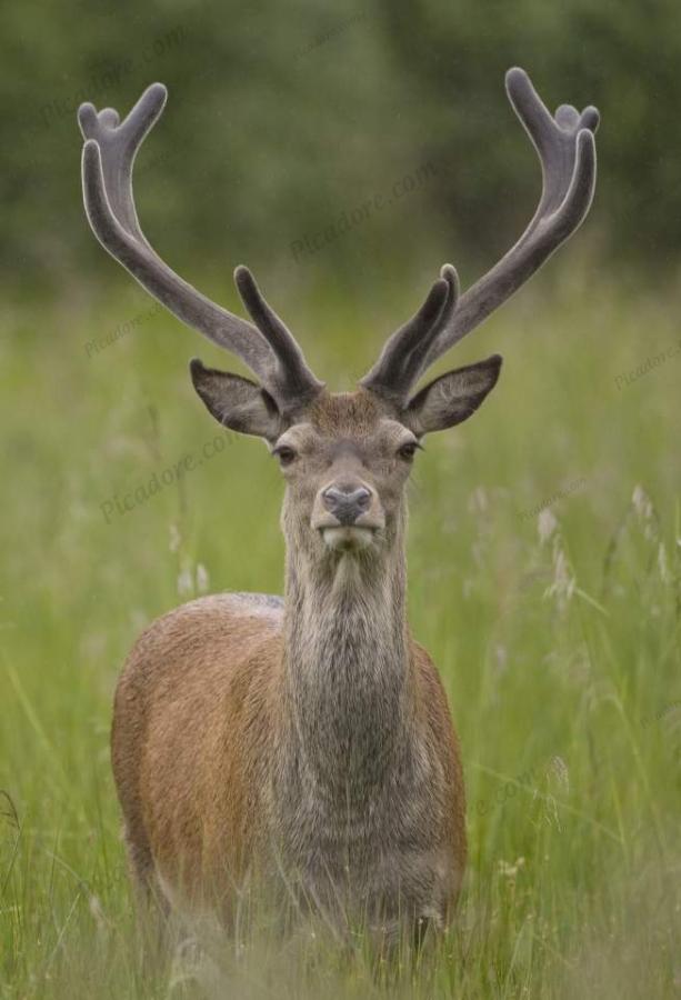 Red Deer Large Version