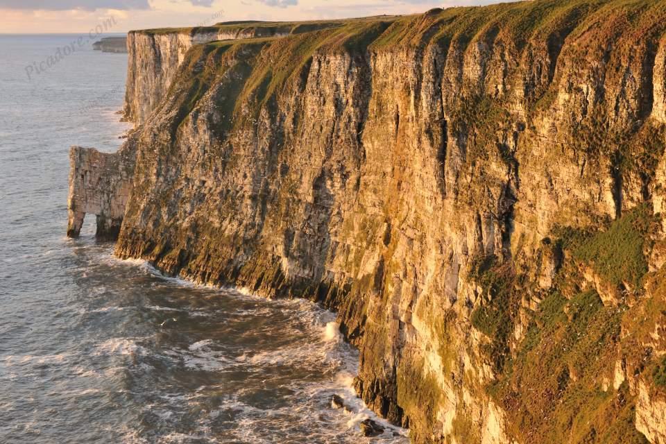 Bempton cliffs RSPB Large Version