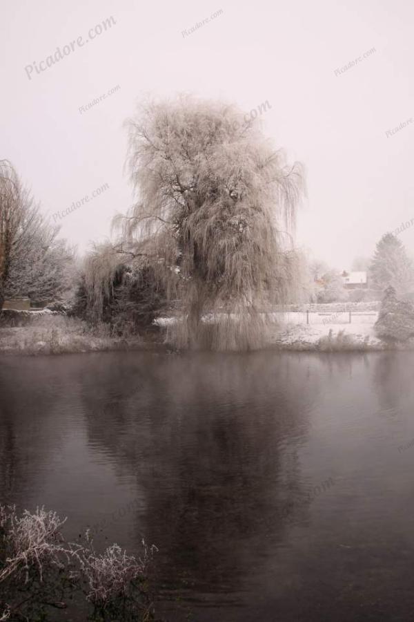 Frozen Willow, Brompton - by - Sawdon Large Version