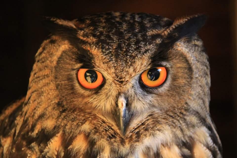 Eagle Owl Large Version