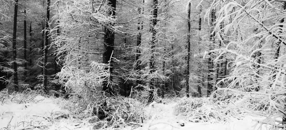 Forest Snow Large Version
