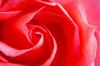 The Red Rose Petals