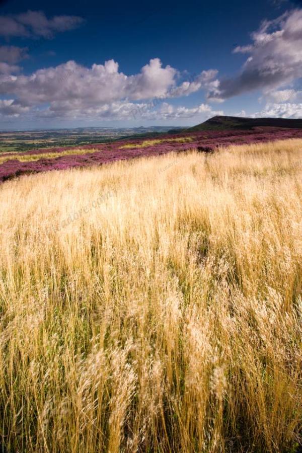Wild Grasses and Heather North York Moors (02520e-ny) Large Version