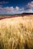 Wild Grasses and Heather North York Moors (02520e-ny)