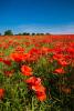 Red Poppy field near Scarborough.(04683e-ny)