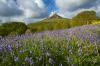 Bluebell time, Roseberry Topping (D10589Y)