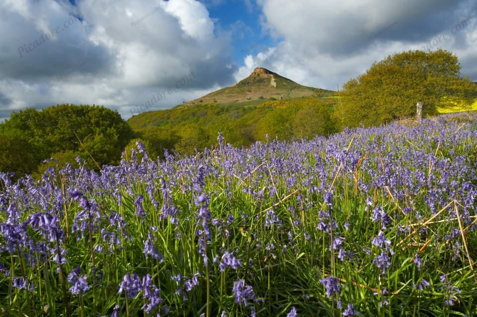 Bluebell time, Roseberry Topping (D10589Y) Large Version