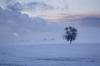 Tree, Snow and Mist (D11687M)