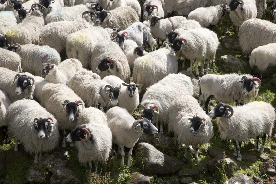 Flock of Dales Sheep (D16766M) Large Version