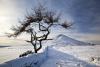 Roseberry Topping and Larch Tree (D19330Y)