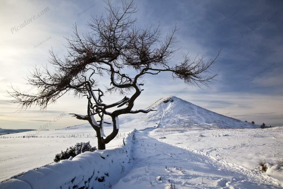 Roseberry Topping and Larch Tree (D19330Y) Large Version