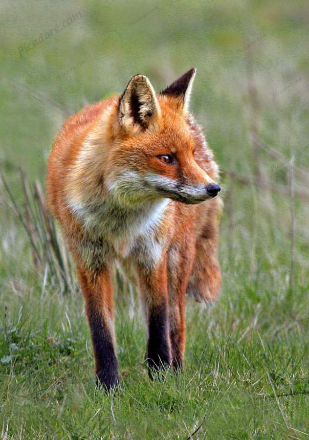 Adolescent Fox Large Version