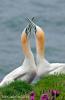 Gannets Greeting