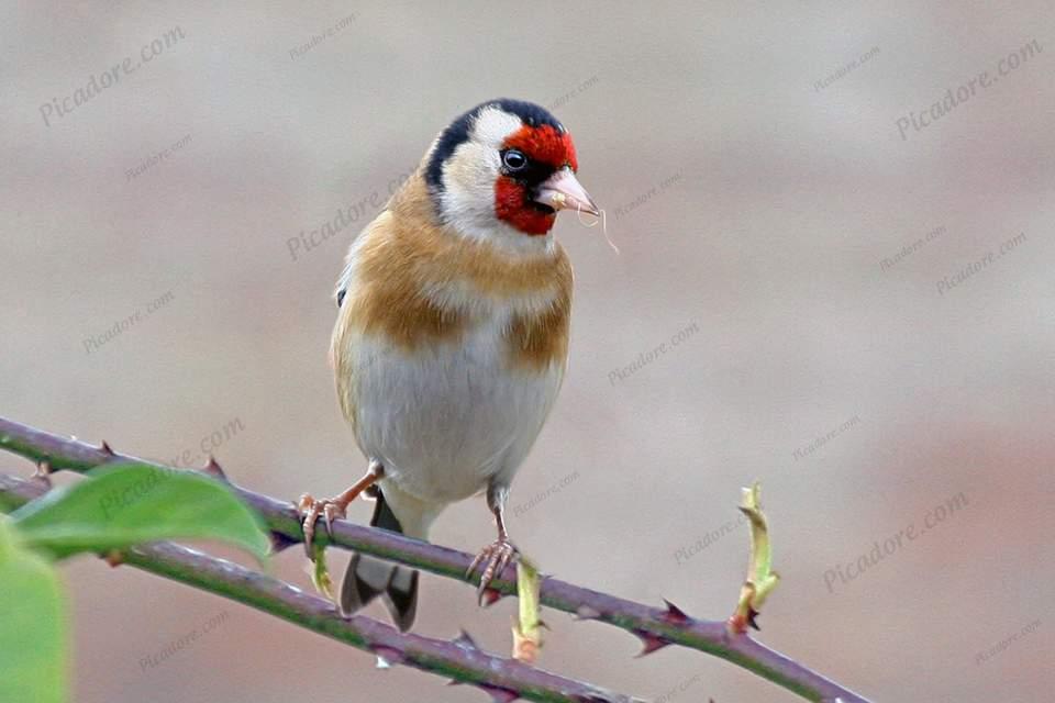 Goldfinch Large Version
