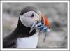 Puffin & Sand Eels