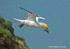 Gannet with nesting materal