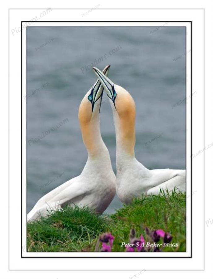 Gannet embrace Large Version