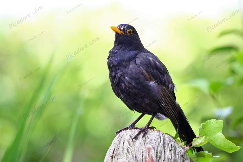 Male Blackbird Large Version