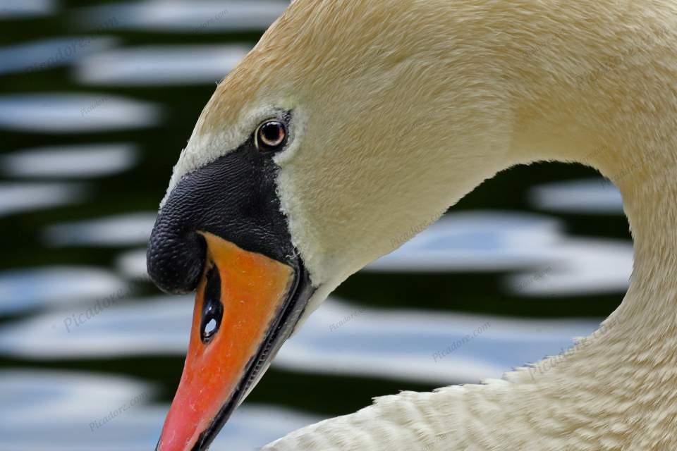 Mute Swan Close Up Large Version
