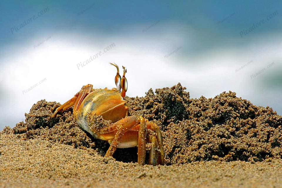 Sand Crab Large Version