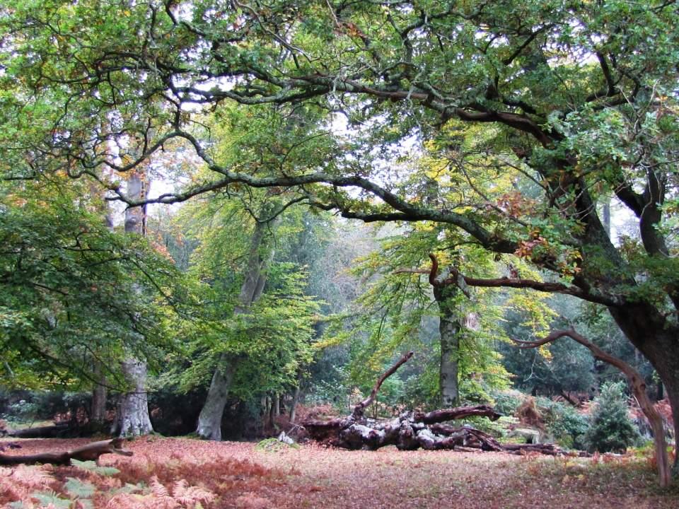 New Forest in Autumn - Mallard Wood, Lyndhurst Large Version