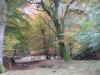 New Forest in Autumn - Acres Down (1)