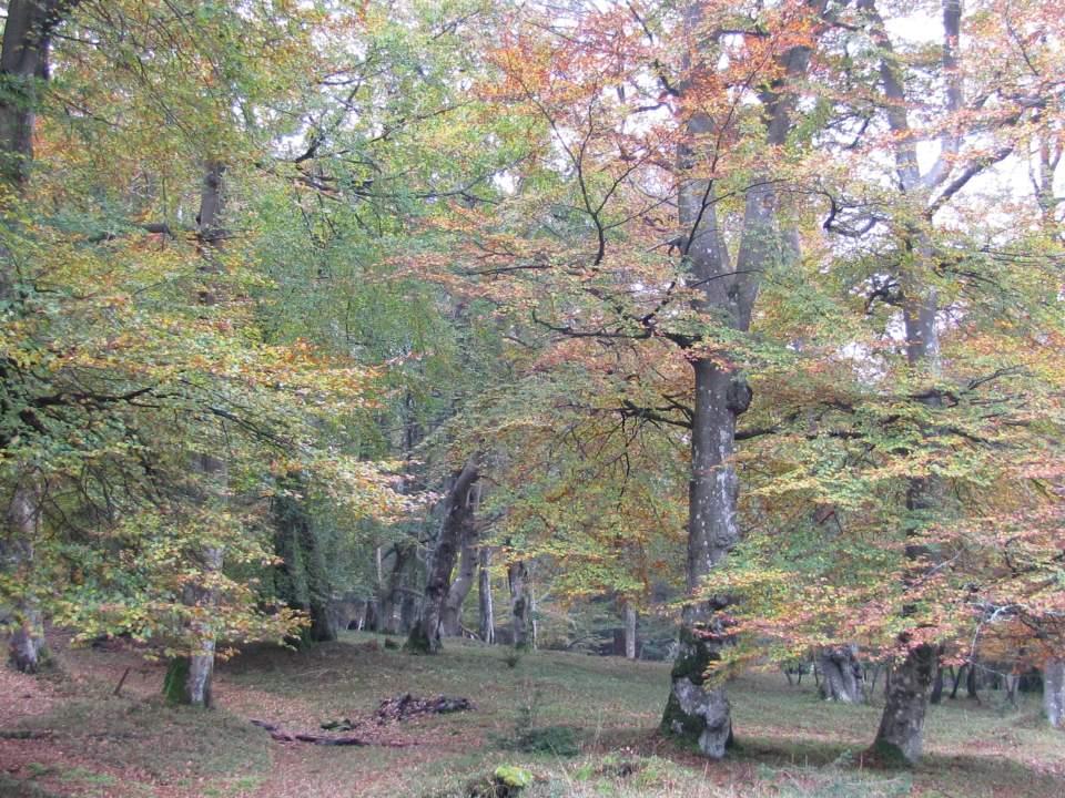 New Forest in Autumn- Acres Down (2) Large Version