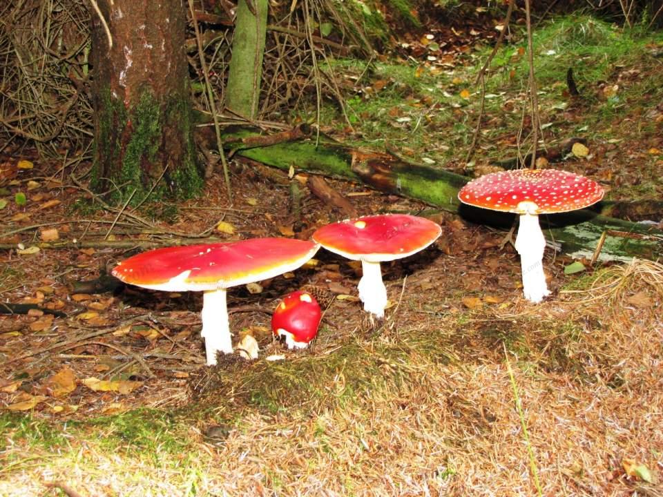 Toadstools in broxa Forest 1 Large Version