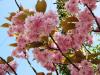 Rutland Water blossom