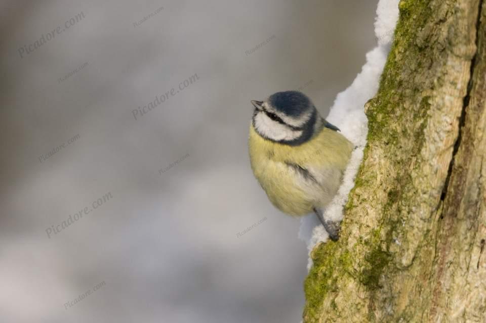 Blue Tit in the snow Large Version