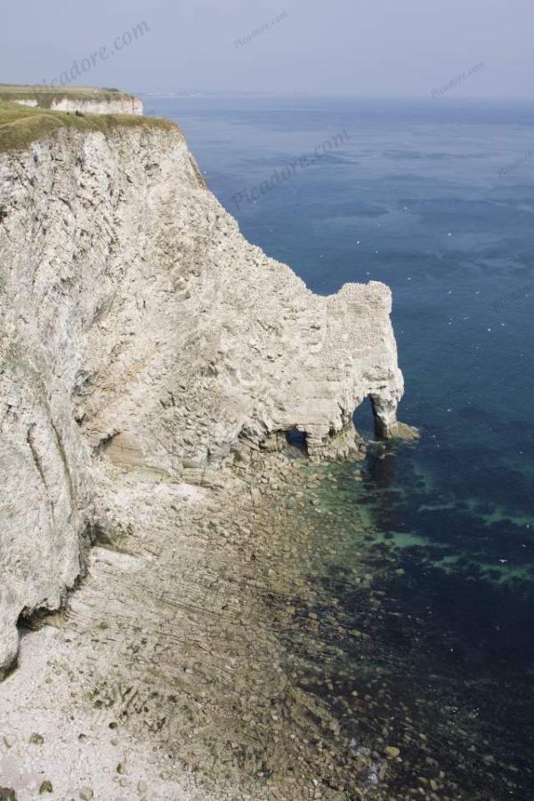 Bempton Cliffs Large Version