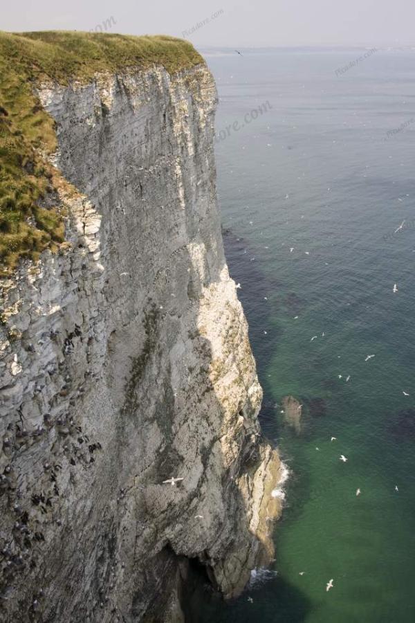 Bempton Cliffs Large Version
