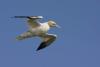 Gliding Gannet