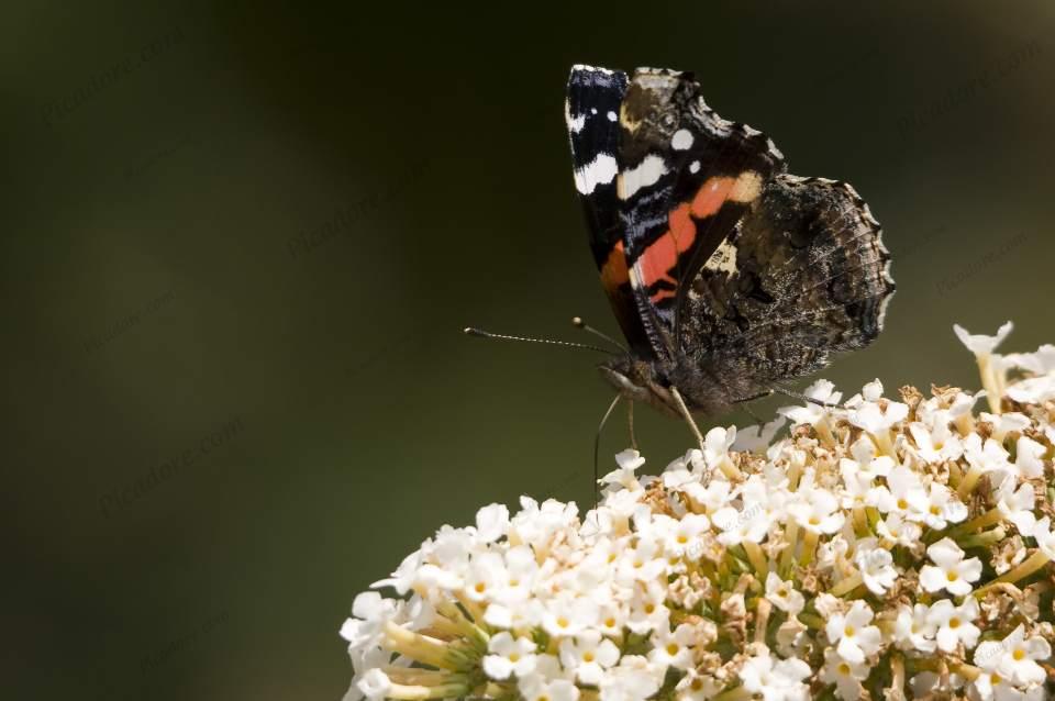 Red Admiral on Buddleia Large Version