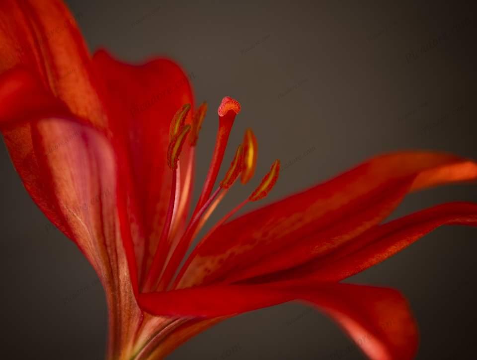 Red Lily Large Version
