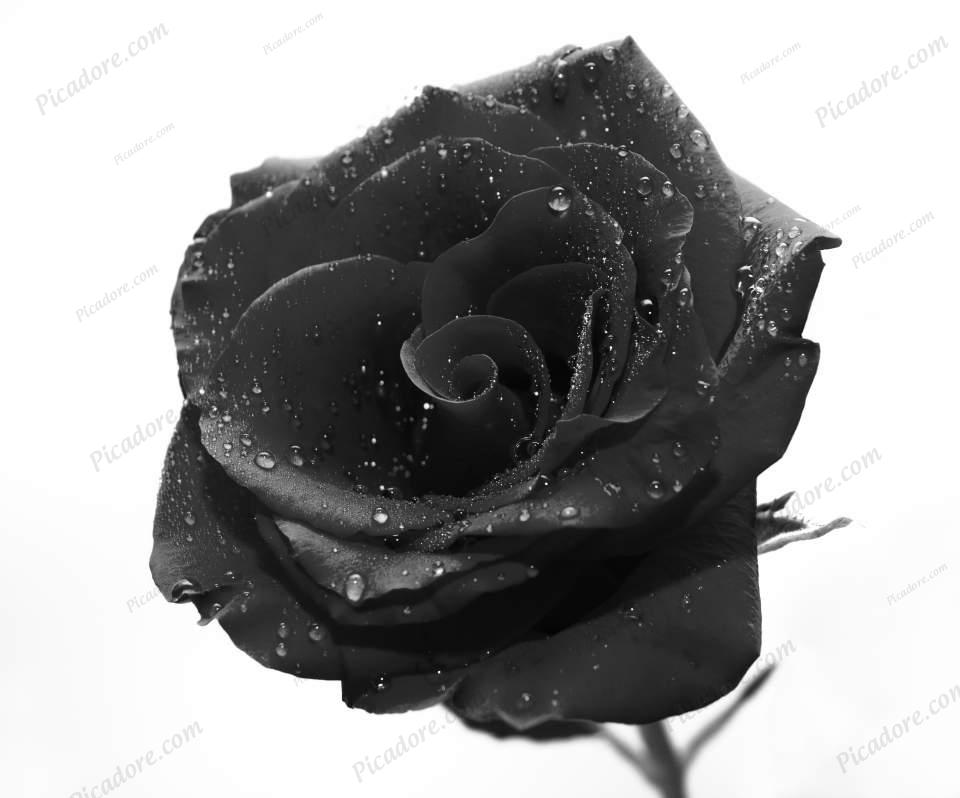 Black Rose Large Version