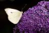 Small White Butterfly on Buddleia